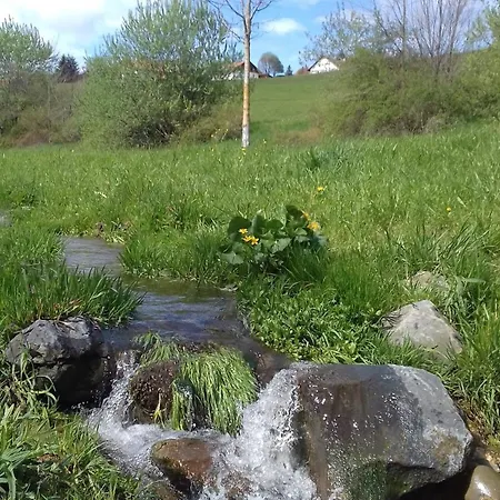 Birke Altusried